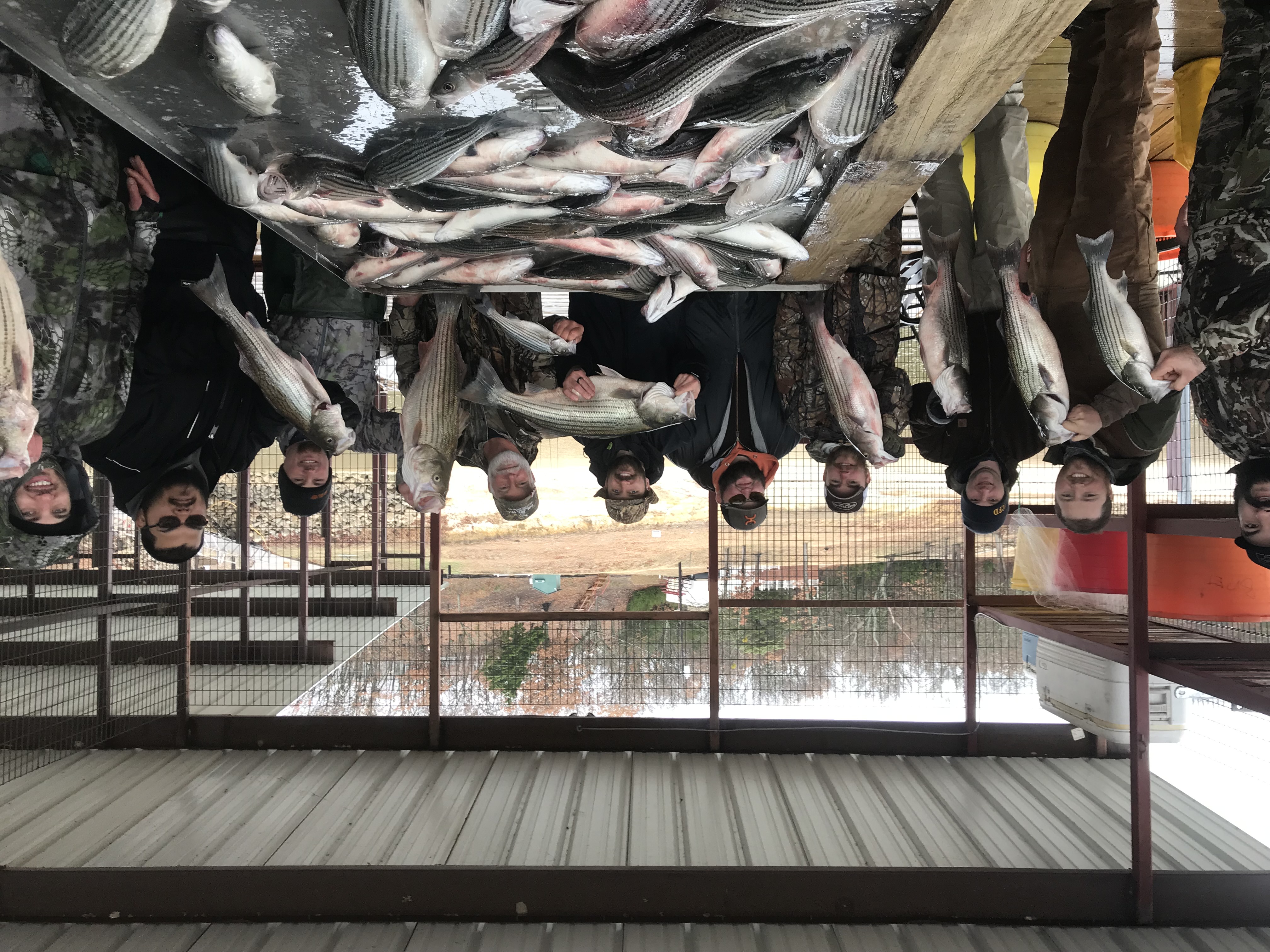 Striped bass catch at the dock
