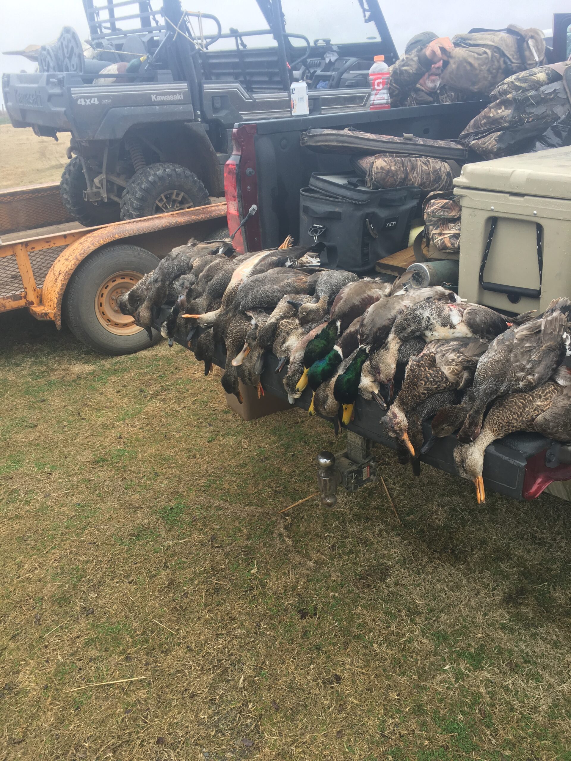 Duck harvest on a truck tailgate