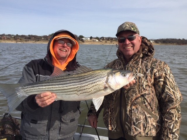 Trophy Lake Texoma striped bass in the boat